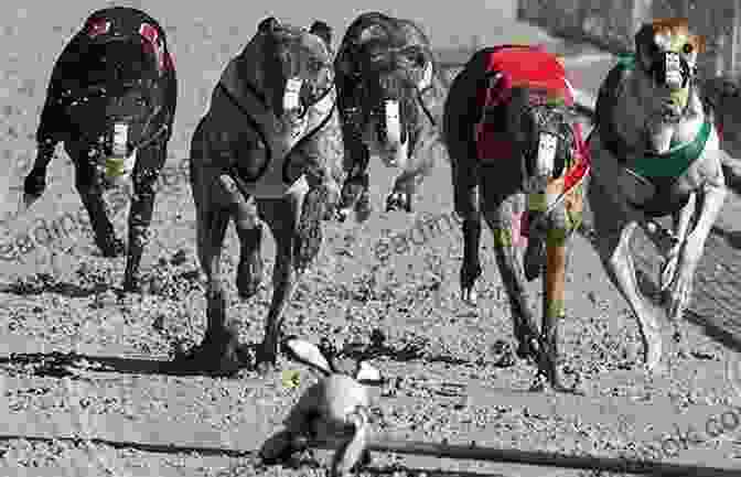 A Group Of Greyhounds Chasing A Mechanical Lure Around A Racetrack. Stopwatch Dog Racing For Profit