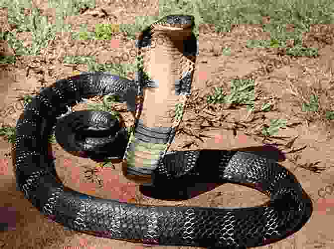 A King Cobra King Cobra: Everything You Need To Know About King Cobra