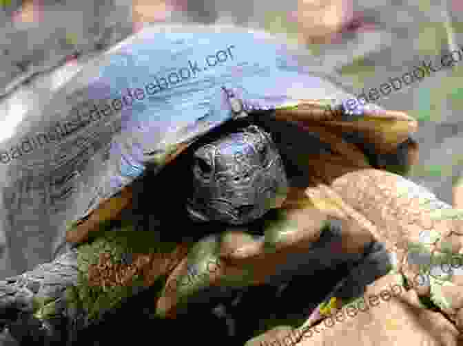 A Marginated Tortoise Basking In The Sun MARGINATED TORTOISE: Every Information You Need To Know About Marginated Tortoise Care Behavior Diet Feeding Handling And Health Care