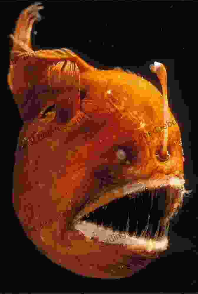 Anglerfish In The Hadal Zone The Hadal Zone: Life In The Deepest Oceans