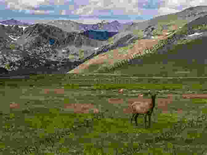 Elk Grazing In A Meadow In Rocky Mountain National Park Colorado Wildlife: A Tourist Guide