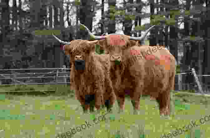 Highland Cattle Grazing In A Meadow In Search Of Sundance Nessie And Paradise : A Family Adventure Motor Homing Through Scotland
