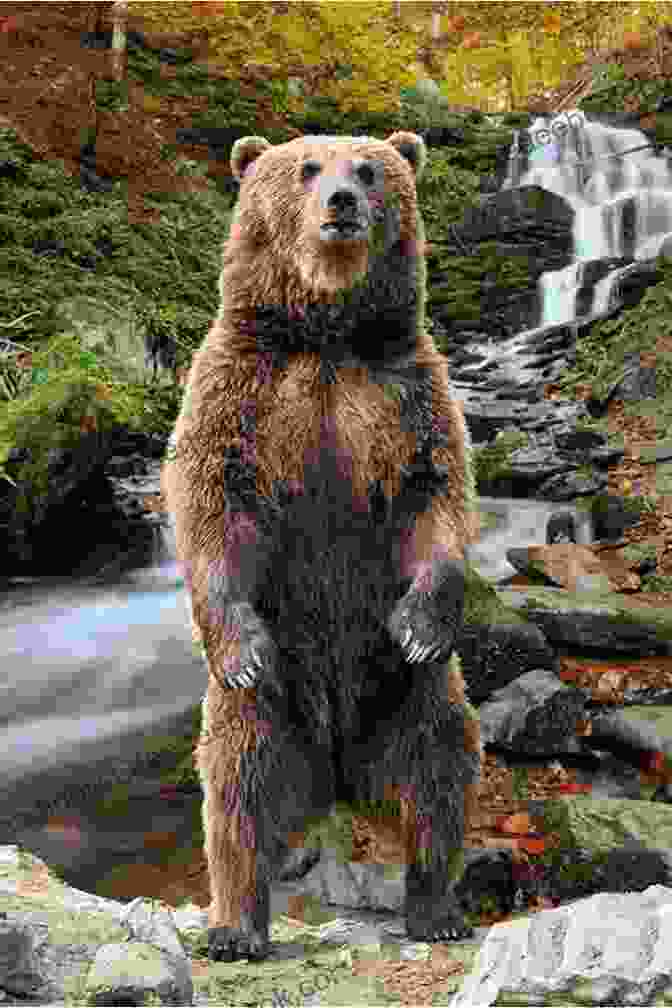 Image Of A Large Brown Bear In A Forest The Bear: A Western Snow White And Rose Red (Wunstuponia)