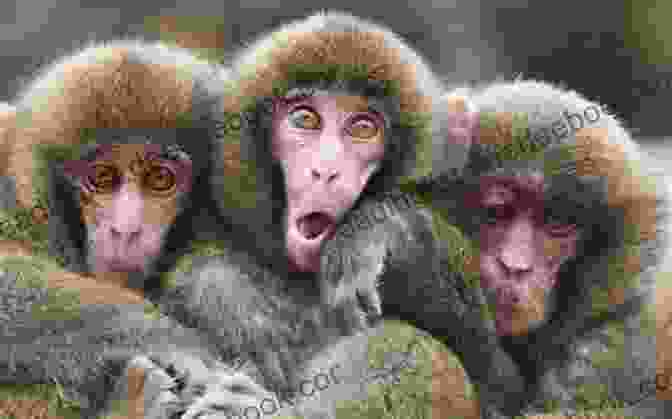 Three Brown Monkeys Disappearing Into A White Bed Five Little Ghosts Jumping On The Bed: Halloween Nursery Rhyme Retelling Of Five Little Monkeys Jumping On The Bed
